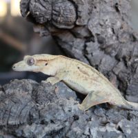 Gecko a crête femelle