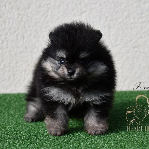 Magnifiques chiots spitz nain poméranien lof #3