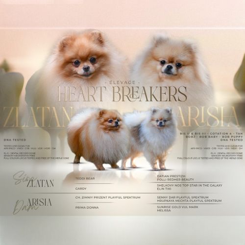 Magnifiques chiots spitz nain poméranien lof #5