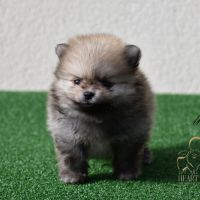 Magnifiques chiots spitz nain poméranien lof #1