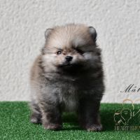 Magnifiques chiots spitz nain poméranien lof