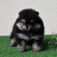 Magnifiques chiots spitz nain poméranien lof #3