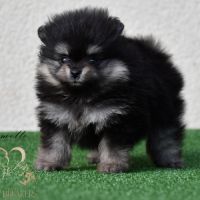 Magnifiques chiots spitz nain poméranien lof #4