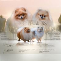 Magnifiques chiots spitz nain poméranien lof #5