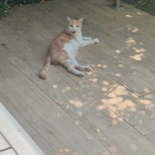 Néo, affectueux et chasseur #1