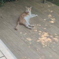 Néo, affectueux et chasseur #1