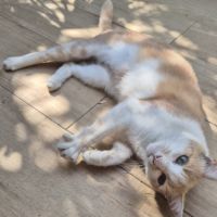 Néo, affectueux et chasseur #0