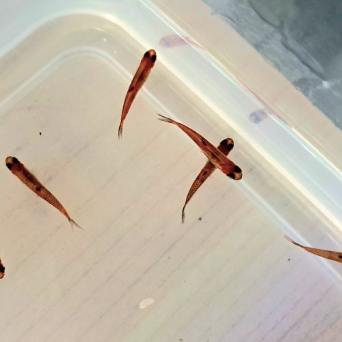 Poissons 10 boraras brigittae #2