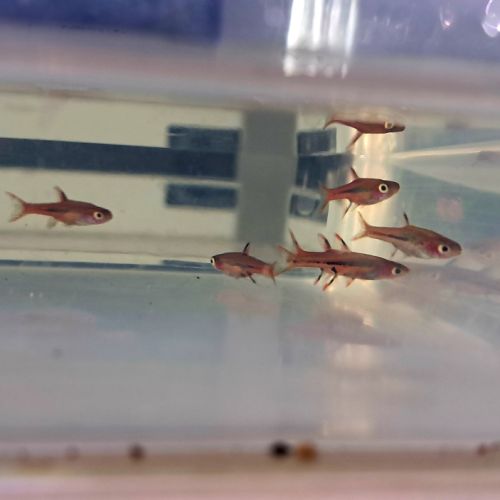 Poissons 10 boraras brigittae #3