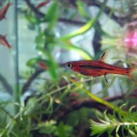 Poissons 10 boraras brigittae