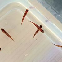 Poissons 10 boraras brigittae #2