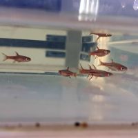 Poissons 10 boraras brigittae #3