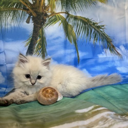 Magnifique chaton british longhair #3