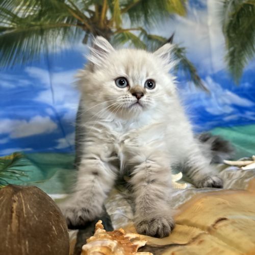 Magnifique chaton british longhair #6