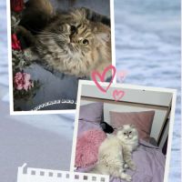 Magnifique chaton british longhair #1