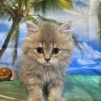 Magnifique chaton british longhair #2