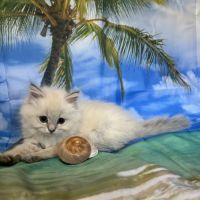 Magnifique chaton british longhair #3