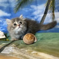 Magnifique chaton british longhair #4