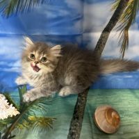 Magnifique chaton british longhair #5