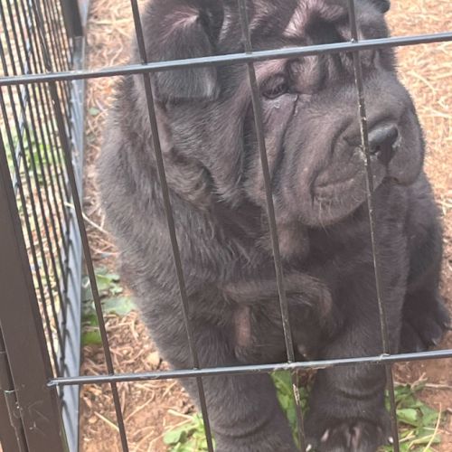 5 males chiots sharpei #2