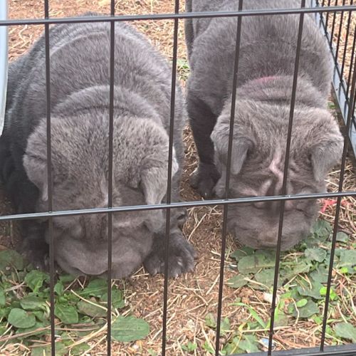 5 males chiots sharpei #3