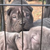 5 males chiots sharpei