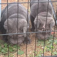 5 males chiots sharpei #3