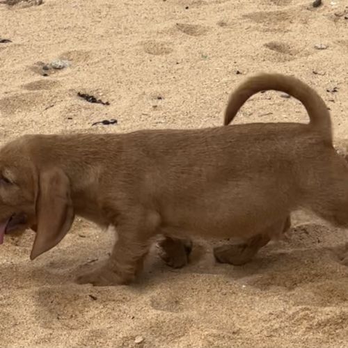 Chiot lof basset fauve de bretagne #1