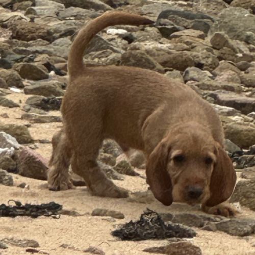 Chiot lof basset fauve de bretagne #2
