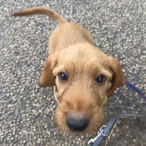 Chiot lof basset fauve de bretagne #4