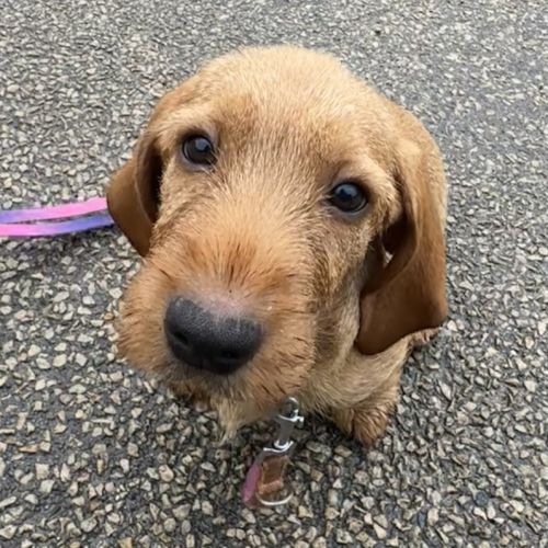 Chiot lof basset fauve de bretagne #5