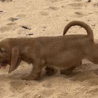 Chiot lof basset fauve de bretagne #1