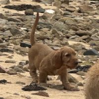 Chiot lof basset fauve de bretagne