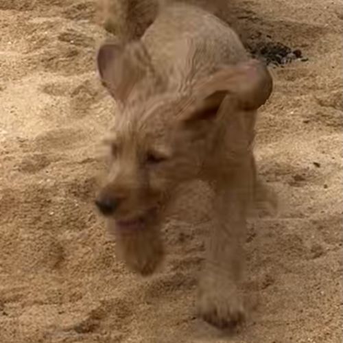 Chiot basset fauve de bretagne #1