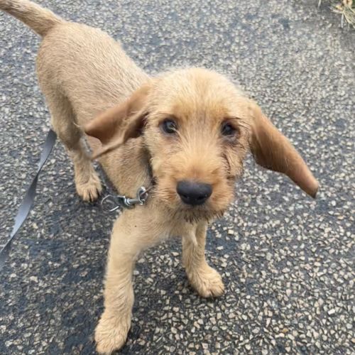 Chiot basset fauve de bretagne #3