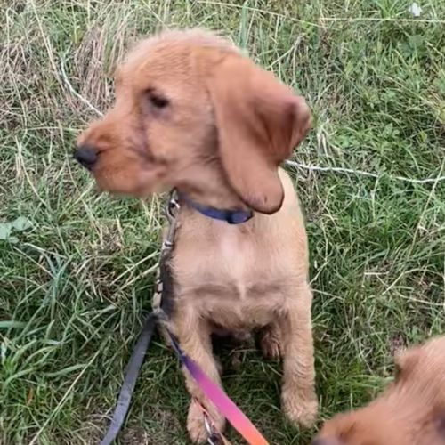 Chiot basset fauve de bretagne #4