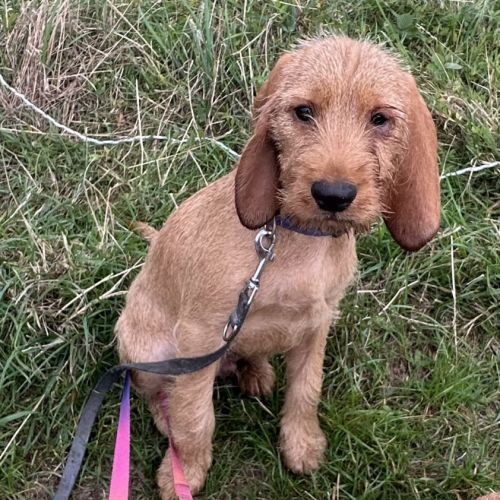 Chiot basset fauve de bretagne