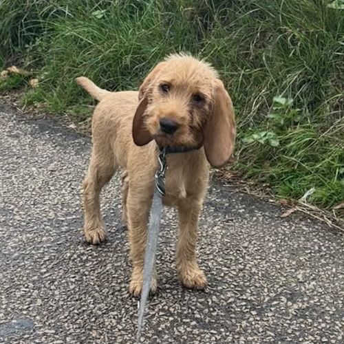 Chiot basset fauve de bretagne #6