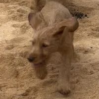 Chiot basset fauve de bretagne #1