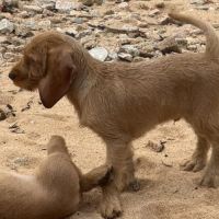Chiot basset fauve de bretagne #2