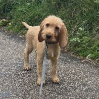 Chiot basset fauve de bretagne #6