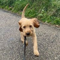 Chiot basset fauve de bretagne #7
