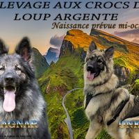 Chiot altdeutscher schäferhund à réserver