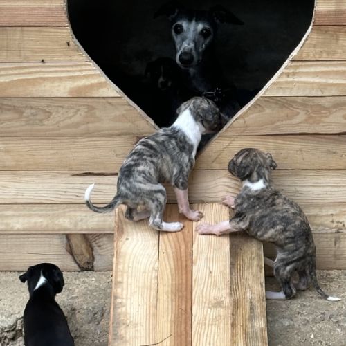 Magnifique bébé whippets #1