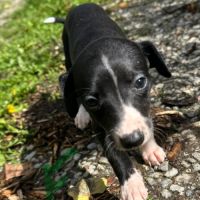 Magnifique bébé whippets #2