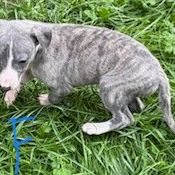 Magnifique bébé whippets