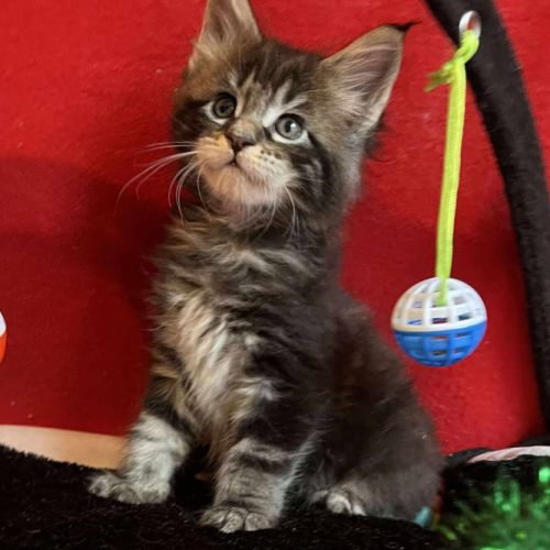 8 chatons maine coon loof dispo nés le 04/09/25 #1