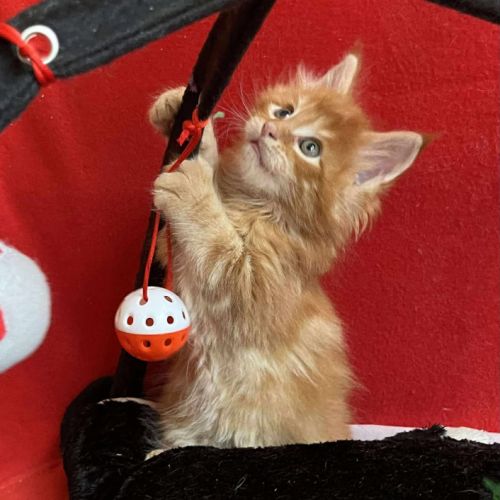 8 chatons maine coon loof dispo nés le 04/09/25 #2