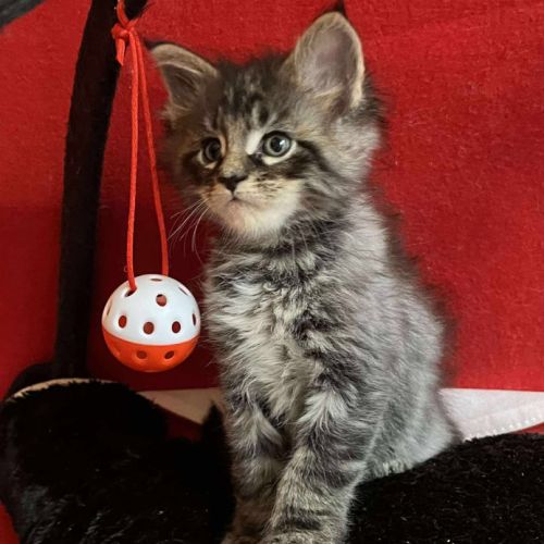 8 chatons maine coon loof dispo nés le 04/09/25 #4