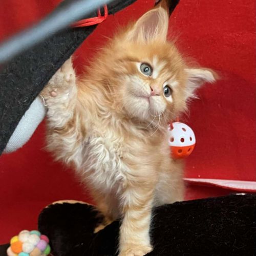 8 chatons maine coon loof dispo nés le 04/09/25 #5